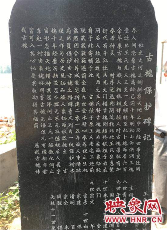 1100年古槐树