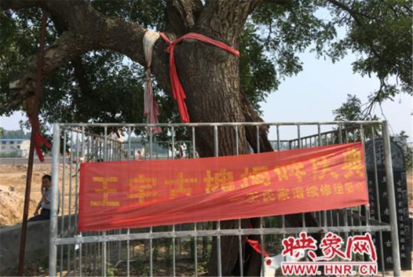 1100年古槐树 1100年古槐树