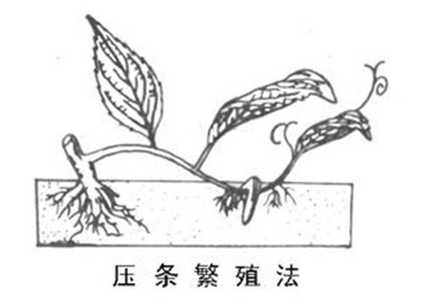 压条繁殖-长景园林 压条繁殖-长景园林