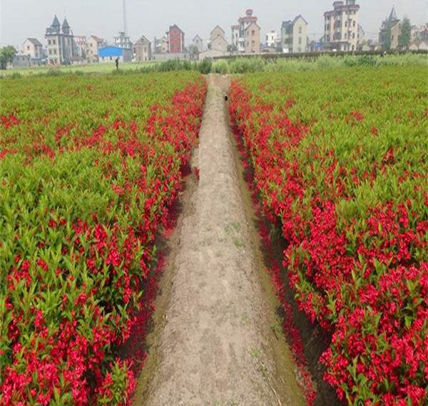 红王子锦带基地--长景园林