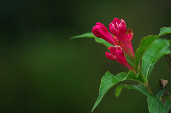 红王子锦带花--长景园林 红王子锦带花--长景园林