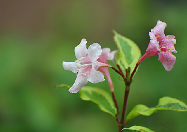 花叶锦带花--长景园林