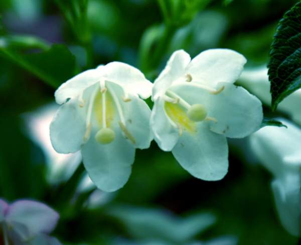 白花锦带花-长景园林
