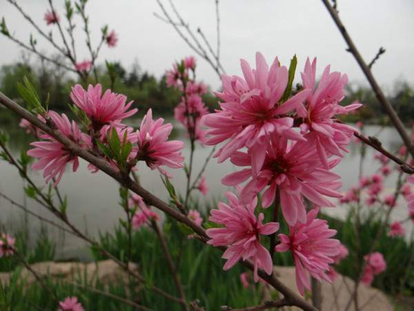 菊花碧桃--长景园林