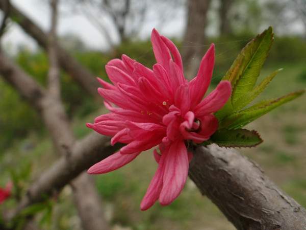 菊花碧桃--长景园林