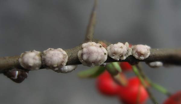 火棘的虫害介壳虫