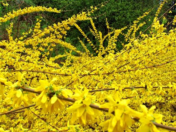 连翘花 连翘花
