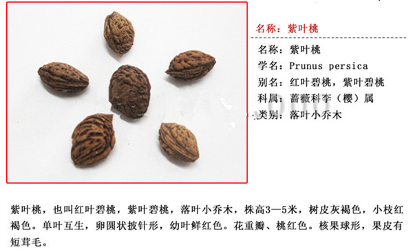 紫叶桃种子 紫叶桃种子