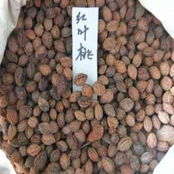紫叶桃种子--长景园林 紫叶桃种子--长景园林