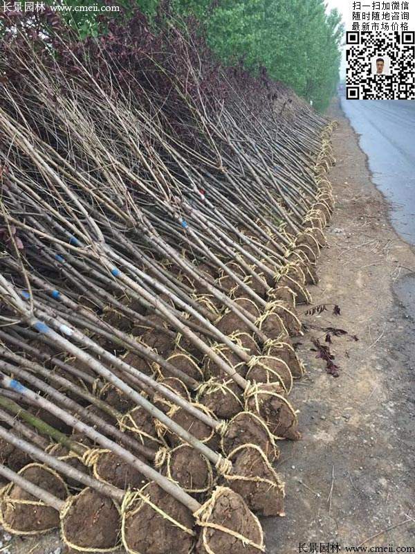 紫叶碧桃发货--长景园林 紫叶碧桃发货--长景园林
