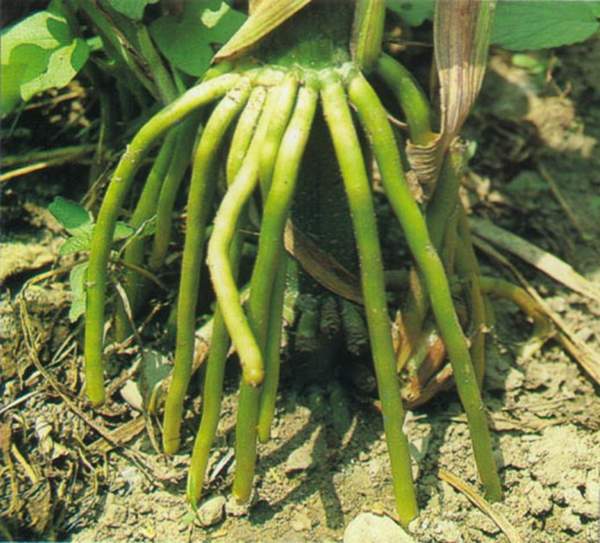 凌霄原来是气生根植物 新闻中心 江苏沭阳长景园林苗木场