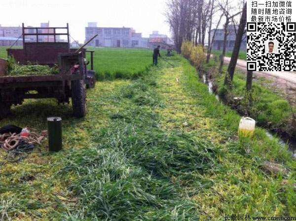 一年生黑麦草种子种植不久