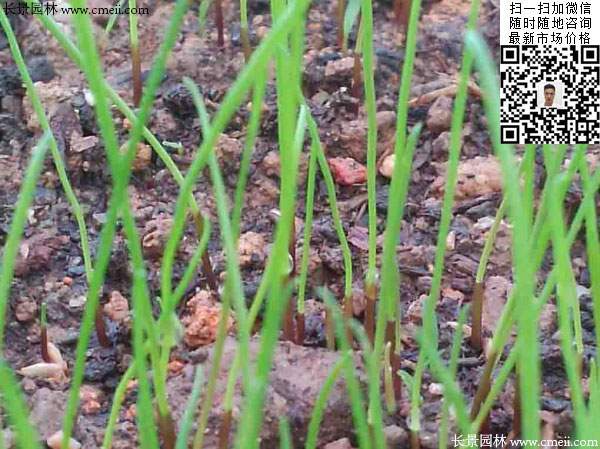 一年生黑麦草种子种植不久