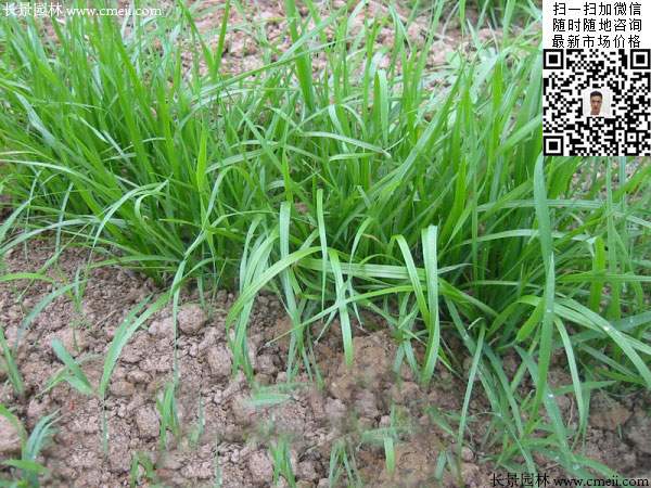 一年生黑麦草种子种植不久