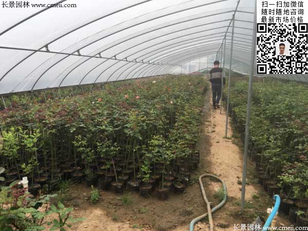 容器苗树形月季树小苗 容器苗树形月季树小苗