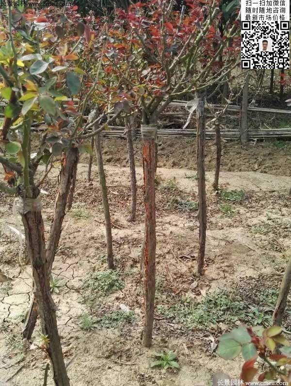 月季树状月季花基地 月季树状月季花基地