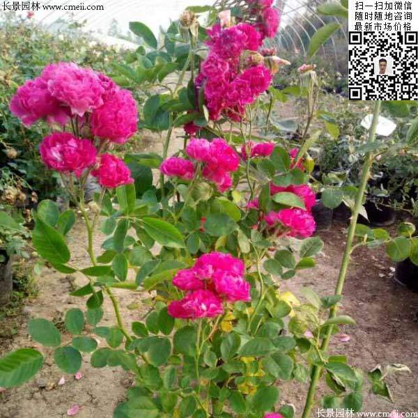 月季树状月季花基地 月季树状月季花基地