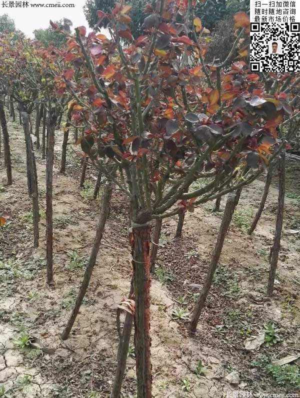 月季树状月季花基地 月季树状月季花基地