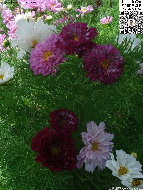 重瓣大花波斯菊种子种植2月开花效果图片