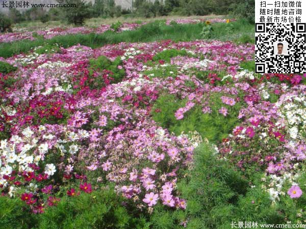 大花波斯菊种子种植几月开花效果图片