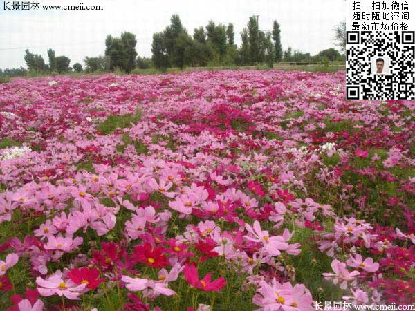 大花波斯菊种子种植几月开花效果图片