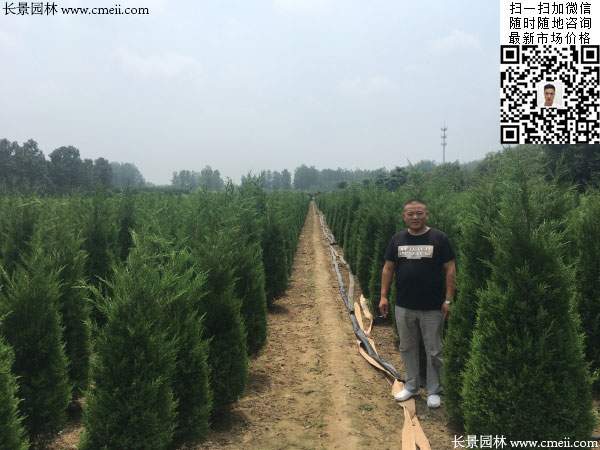 蜀桧图片蜀桧基地实拍