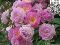 粉团蔷薇