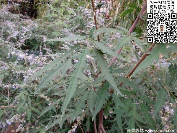 荆条种植基地小苗植物