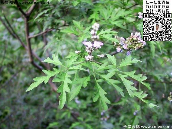 荆条种植基地小苗植物