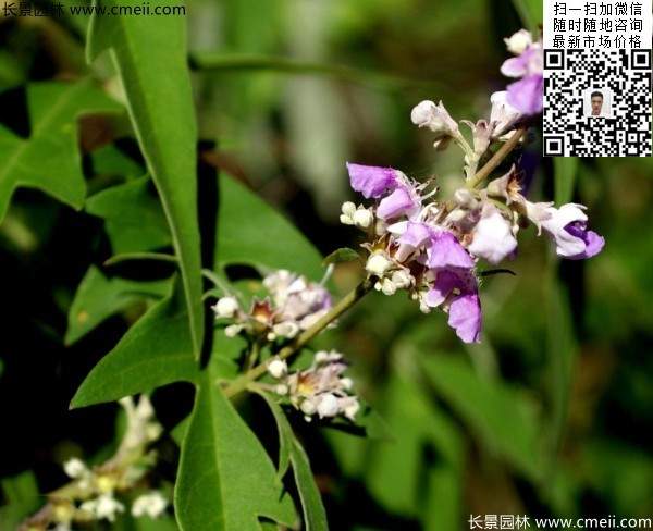 荆条种植基地小苗植物