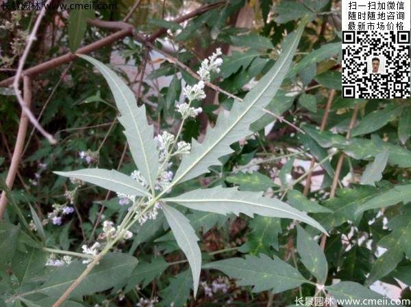 荆条种植基地小苗植物