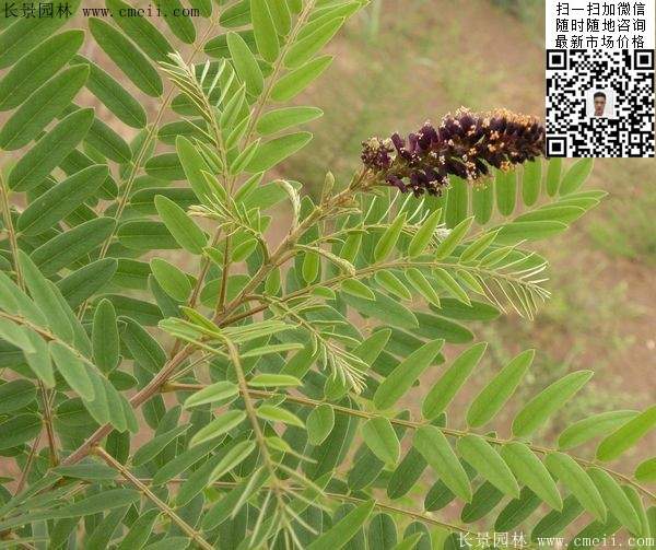 紫穗槐小苗种植基地 紫穗槐小苗种植基地