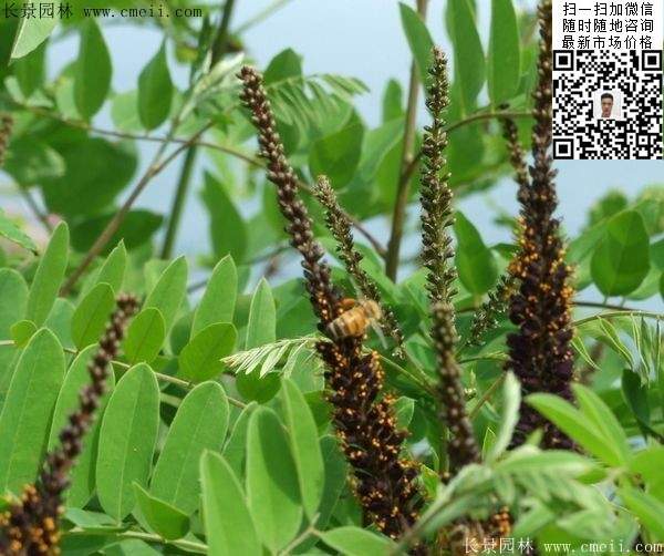紫穗槐小苗种植基地 紫穗槐小苗种植基地