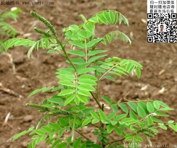 紫穗槐小苗种植基地 紫穗槐小苗种植基地