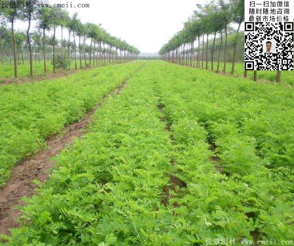紫穗槐小苗种植基地 紫穗槐小苗种植基地