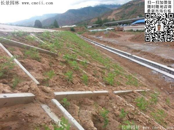 沭阳大型紫穗槐小苗种植基地图片