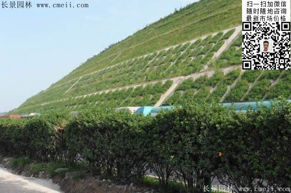 沭阳大型紫穗槐小苗种植基地图片