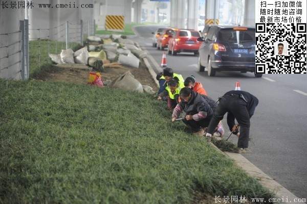 常绿地被草本花卉植物丹麦草图片