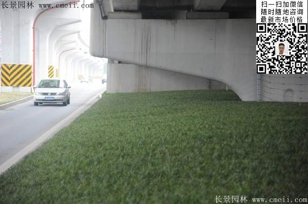 常绿地被草本花卉植物丹麦草图片