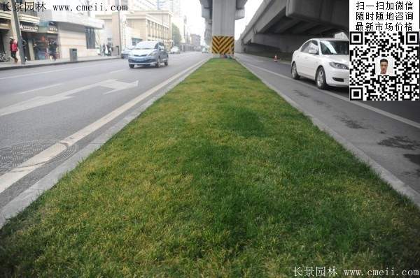 常绿地被草本花卉植物丹麦草图片