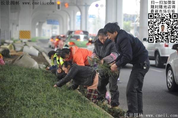 常绿地被草本花卉植物丹麦草图片