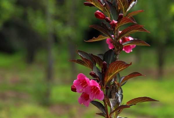 紫叶锦带花