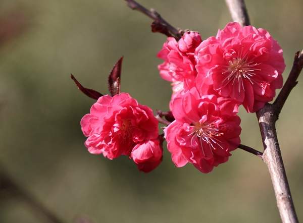 红叶碧桃花