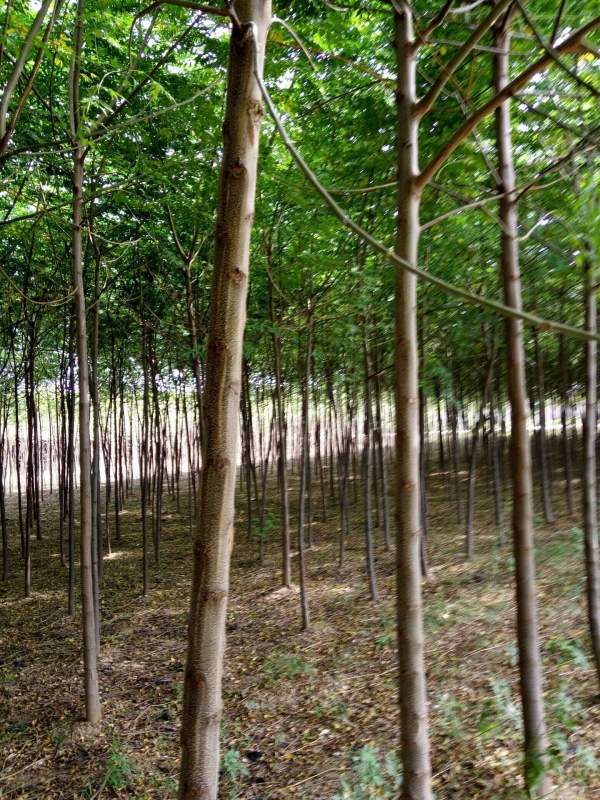 供应胸径6公分7公分8公分苦楝树 供应胸径6公分7公分8公分苦楝树