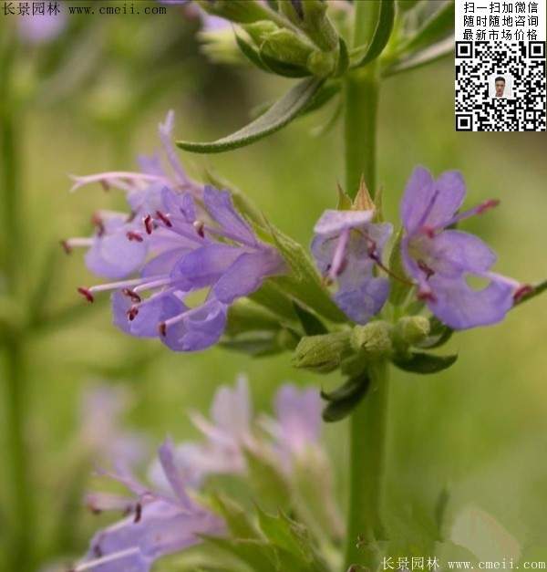 蓝色花卉植物芸香草图片