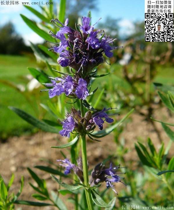 蓝色花卉植物芸香草图片