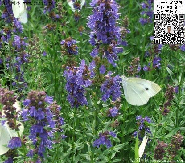 蓝色花卉植物芸香草图片