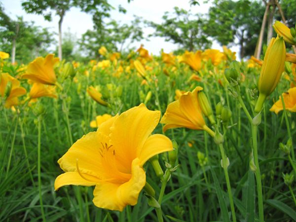 常绿萱草基地实拍图片