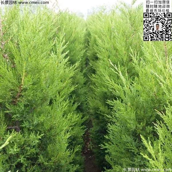 高度50公分60公分70公分蜀桧大量批发供应 高度50公分60公分70公分蜀桧大量批发供应