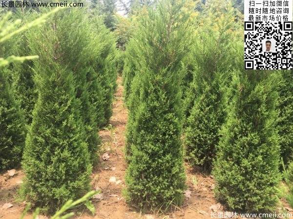 高度1米1.2米蜀桧精品苗优惠价格出售 高度1米1.2米蜀桧精品苗优惠价格出售